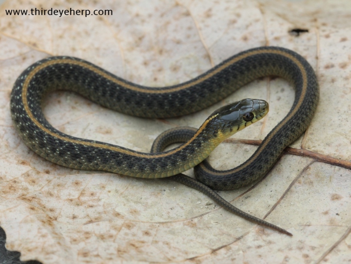 Santa Cruz Garter Snake